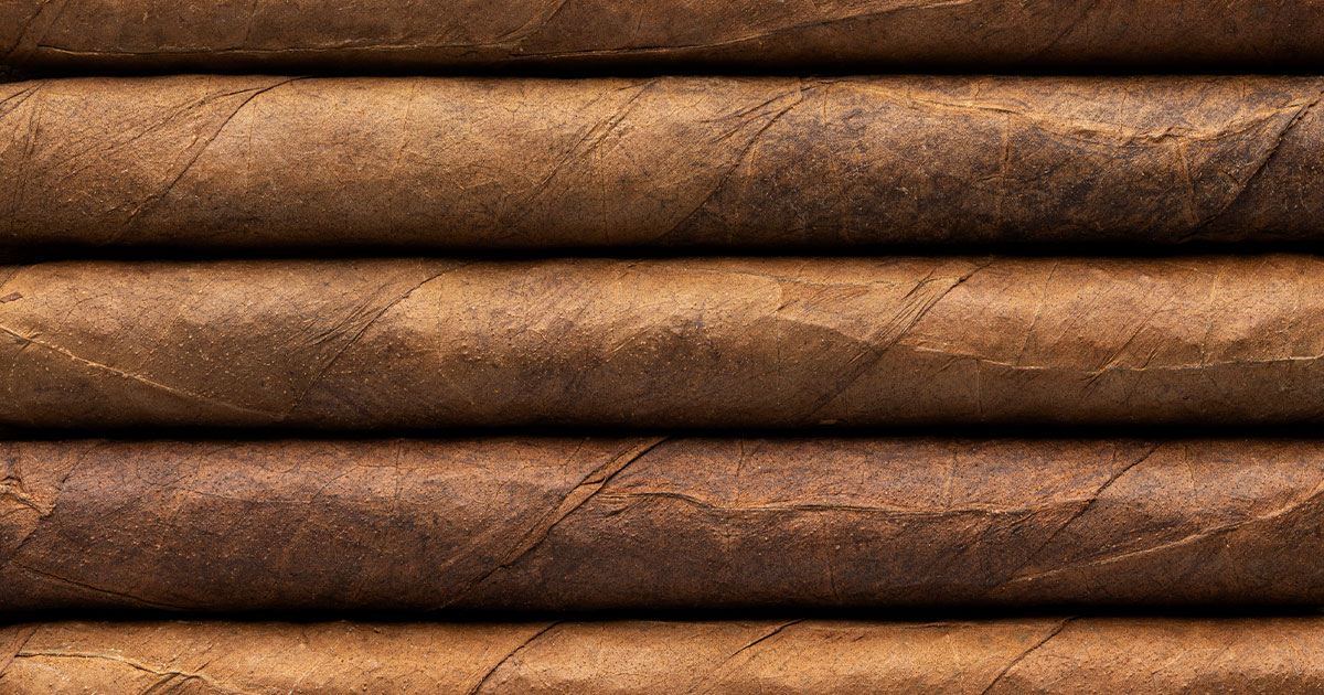 Row of rolled cigars