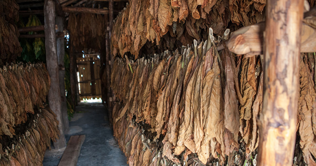 Cigar papers being stored in a shed